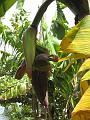 Banana Tree Bloom